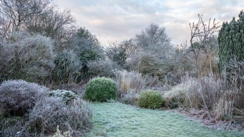 wild winter garden